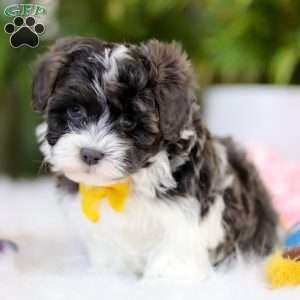 Toby, Maltipoo Puppy